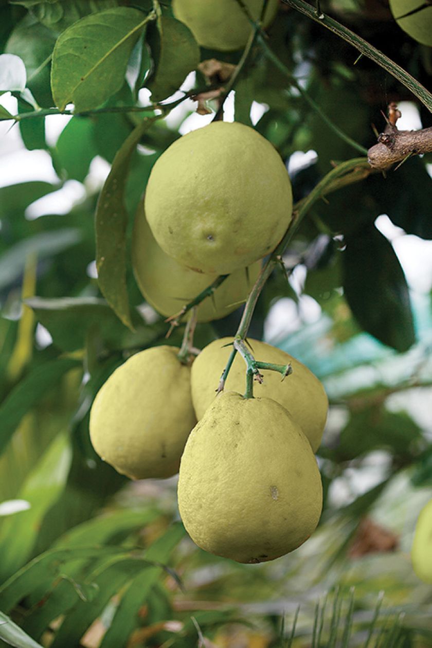 Cytrusy w domu. Cytrusy w domu, jak wyhodować cytrynę, jak hodować cytrusy,  jak wyhodować pomarańcze,
