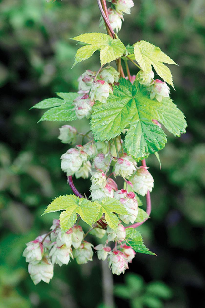 Czas na pnącza. Ogród, pnącza, rośliny, pnącza ogrodowe, pnącza do ogrodu