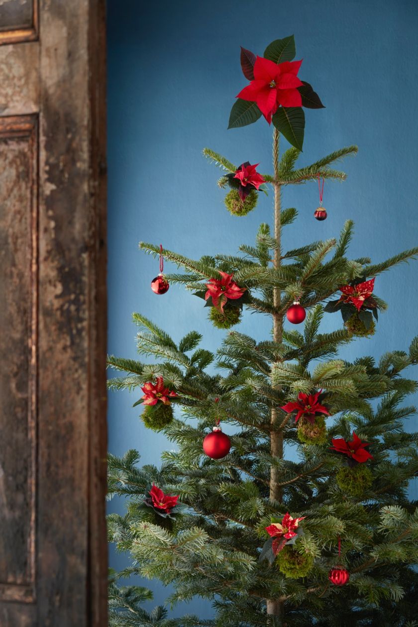czerwona choinka - kwiaty gwiazdy betlejemskiej/ poinsecje zamiast bombek
