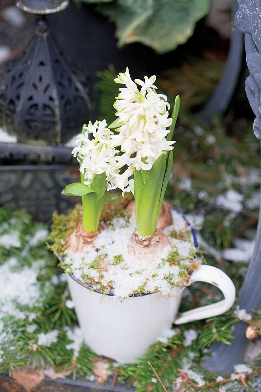 Jak udekorować drzwi: zimowy wieniec i hiacynty