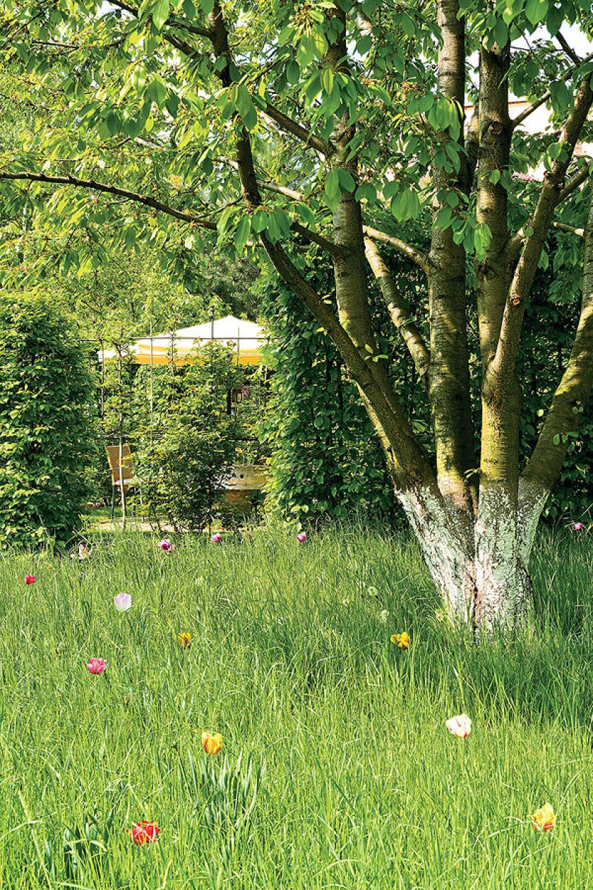 Drzewa w ogrodzie wiosną są niesamowitą dekoracją, zwłaszcza te kwitnące, latem zaś schronieniem przed upałem