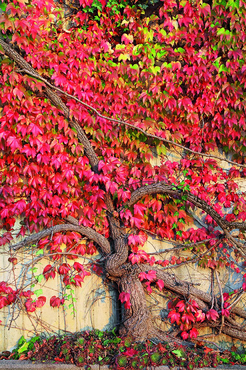 dzikie wino jesienią