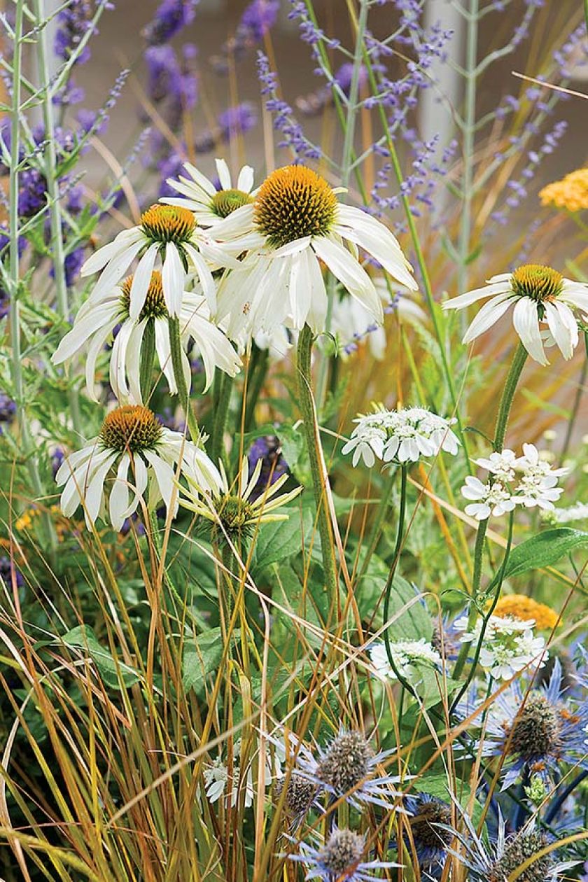 Echinacea White Swan