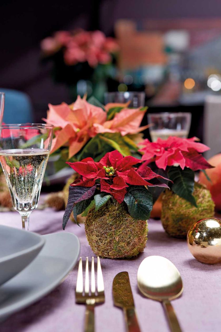 Gwiazda betlejemska może być główną dekoracją wigilijnego stołu