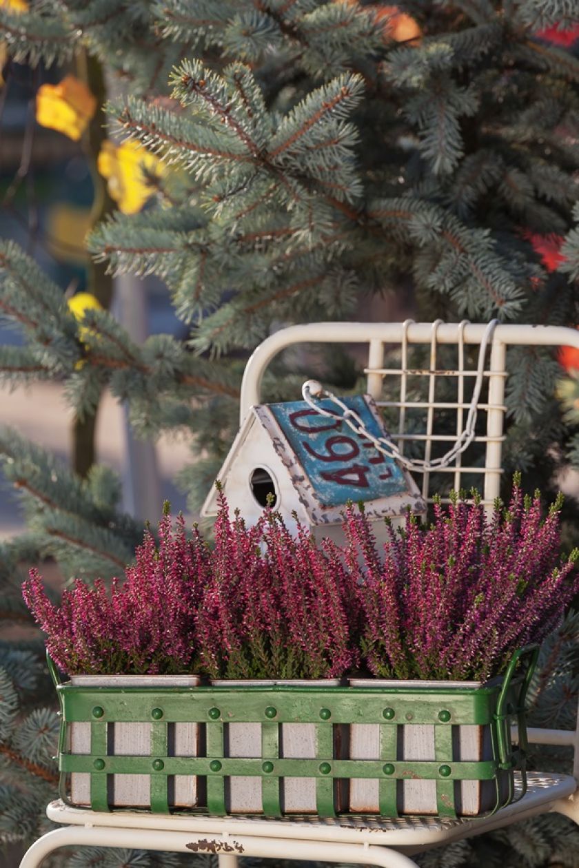 Jak zrobić jesienną dekorację z wrzosów? Wrzos posadzony w prowansalskiej doniczce nie bez powodu nazywany