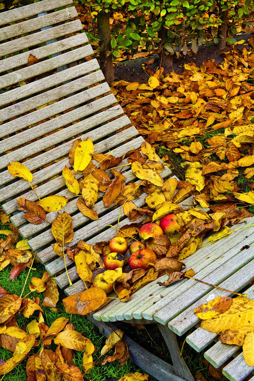 Najpiękniejszy jesienny ogród Holandii