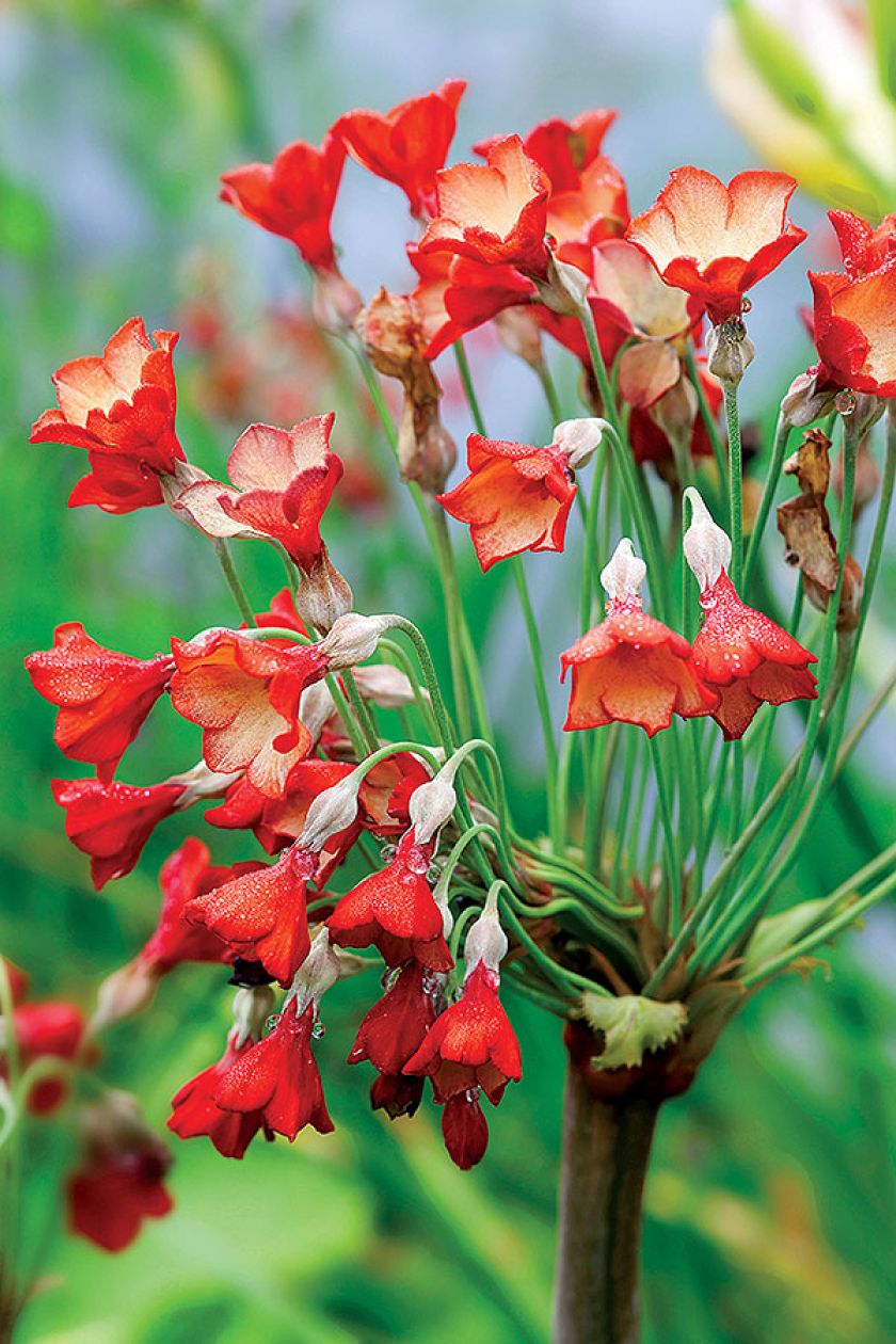 Jeśli myślisz, że wodne ogrody swój nastrój zawdzięczają tylko liliom pływającym po jeziorze, musisz odwiedzić