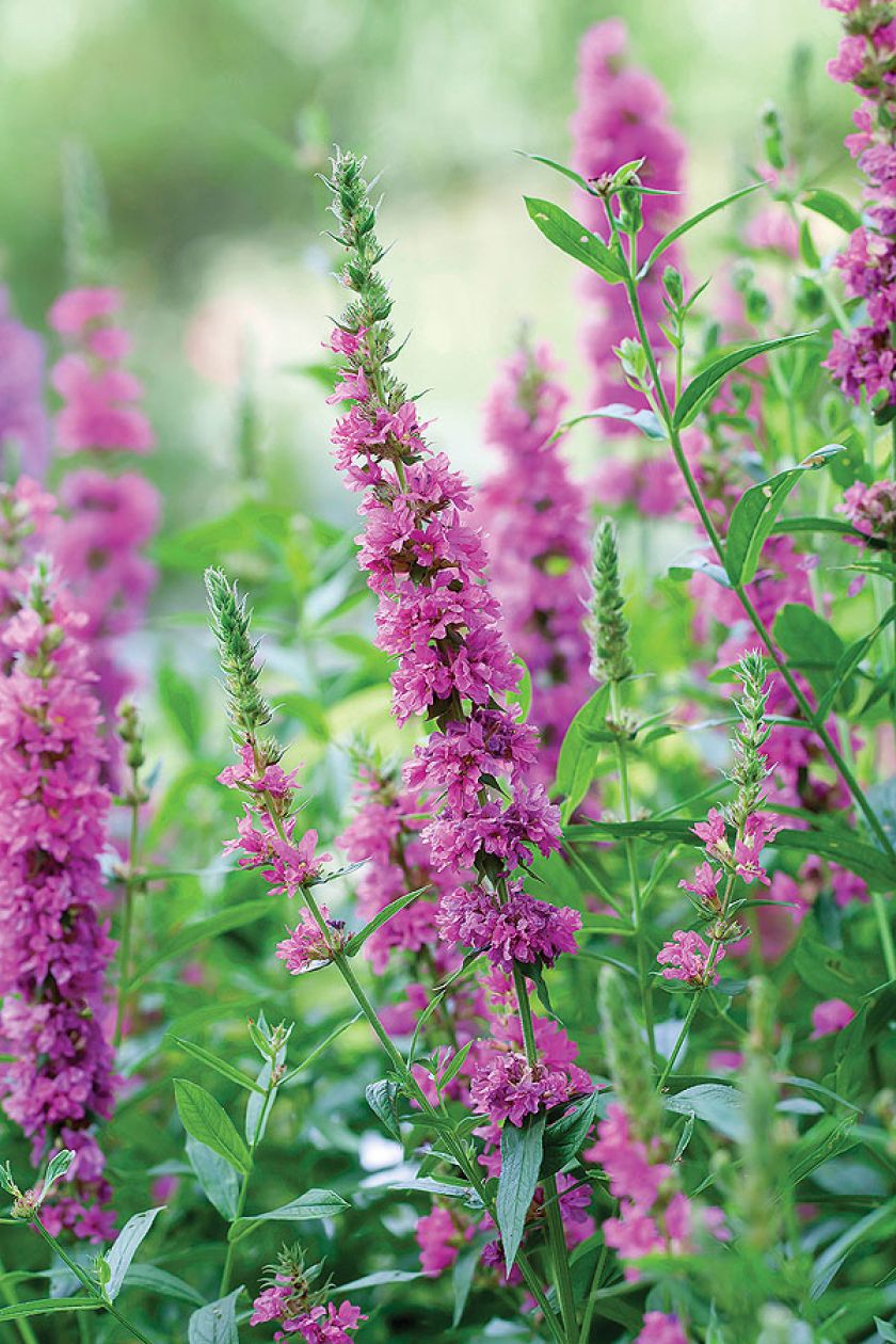 Jeśli myślisz, że wodne ogrody swój nastrój zawdzięczają tylko liliom pływającym po jeziorze, musisz odwiedzić