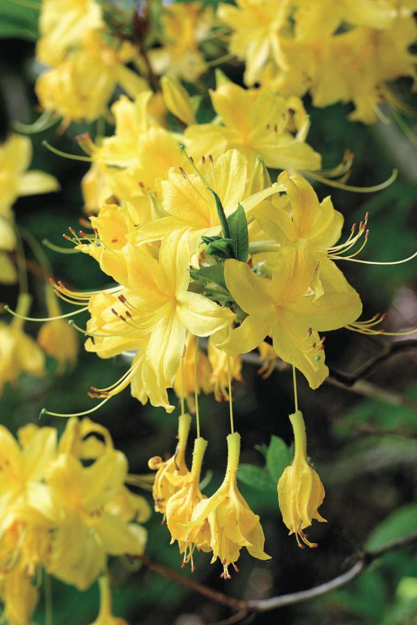 Różanecznik pontyjski. Kwiaty ogrodowe i rośliny, które pachną niczym perfumy