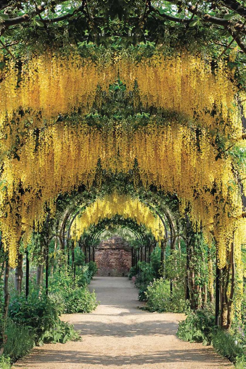 Złotokap waterera. Kwiaty ogrodowe i rośliny, które pachną niczym perfumy