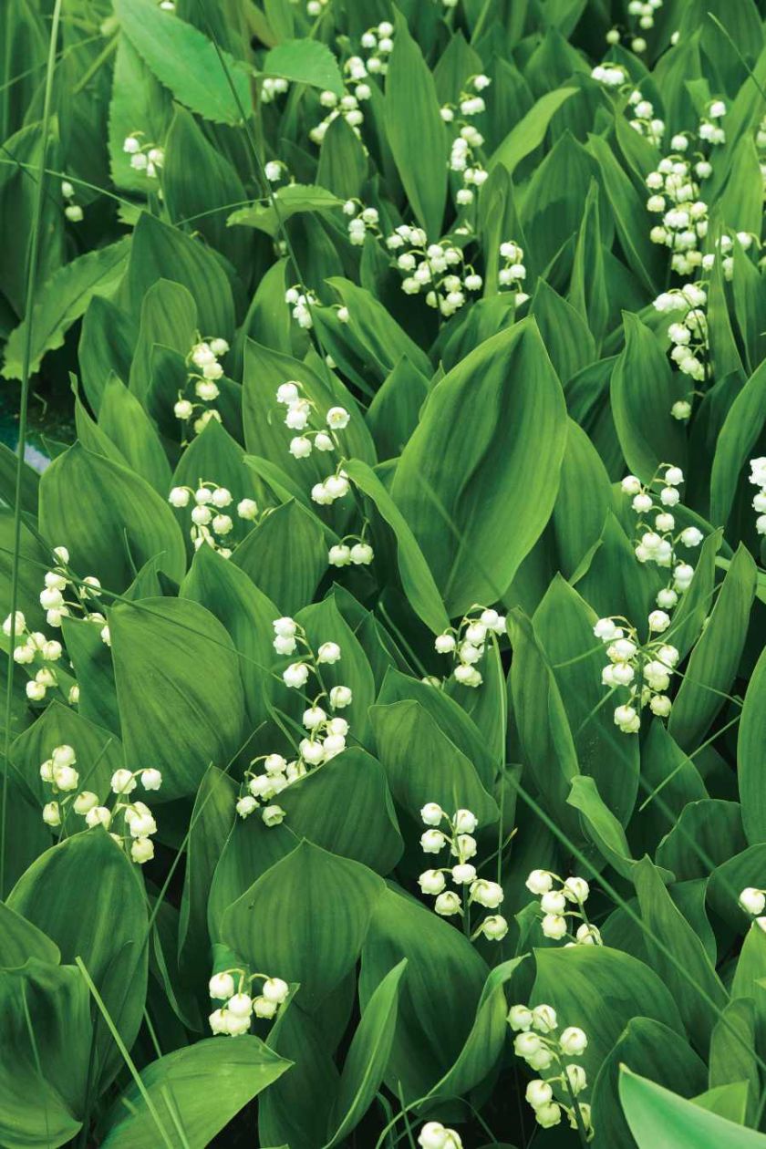 Konwalia majowa. Kwiaty ogrodowe i rośliny, które pachną niczym perfumy