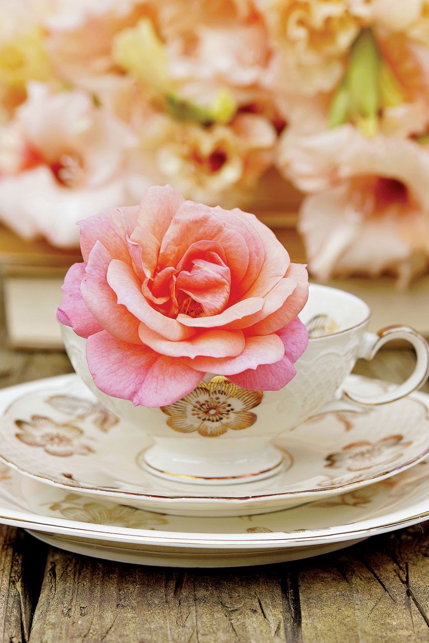 Dzbanek, waza, filiżanka. Wszystko to wyjątkowo dobre miejsca dla róż!