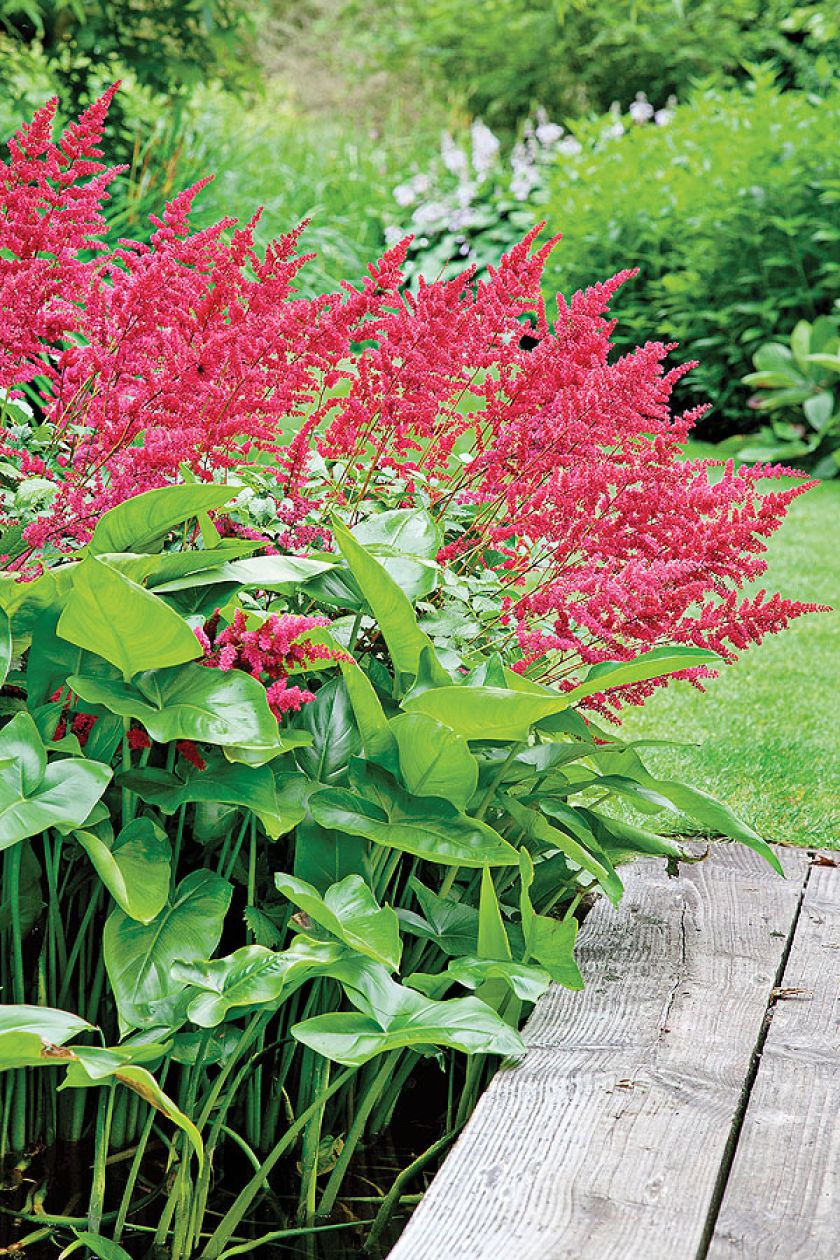 Longstock Park Water Gardens to orgia kolorów i zapachów. Powinien go odwiedzić każdy, kto kocha piękne rośliny.