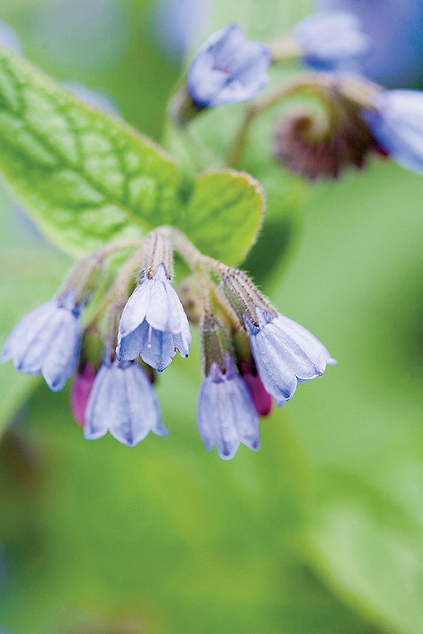 Miodunka wąskolistna. Miodunka