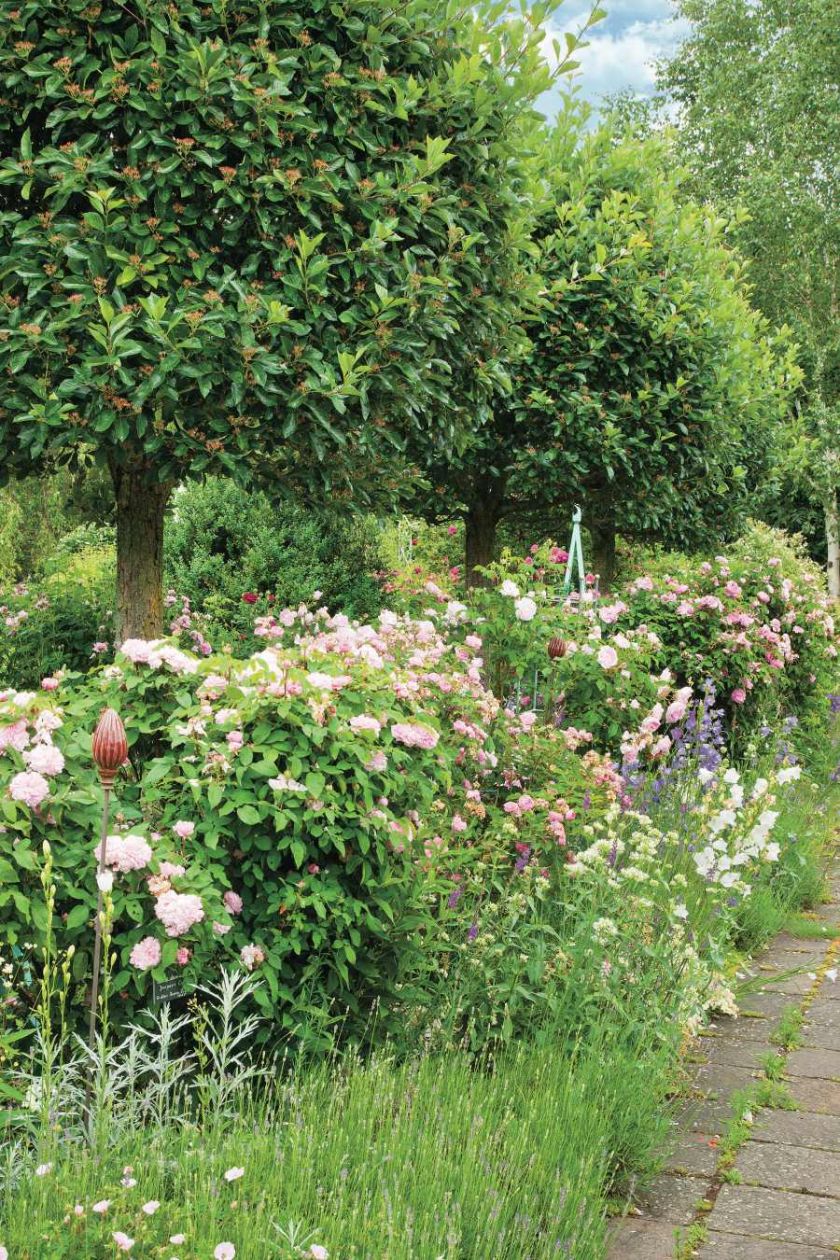 Lawenda chroni krzaki róż przed mszycami, odpędza też mrówki z tego pięknie pachnącego zakątka.