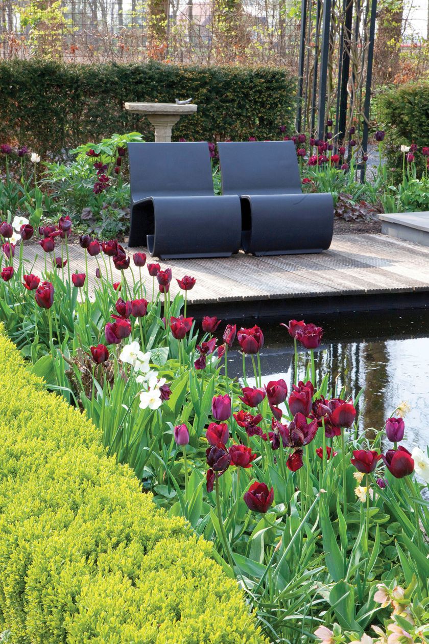 Wiosna nad stawem – ogród pełen tulipanów