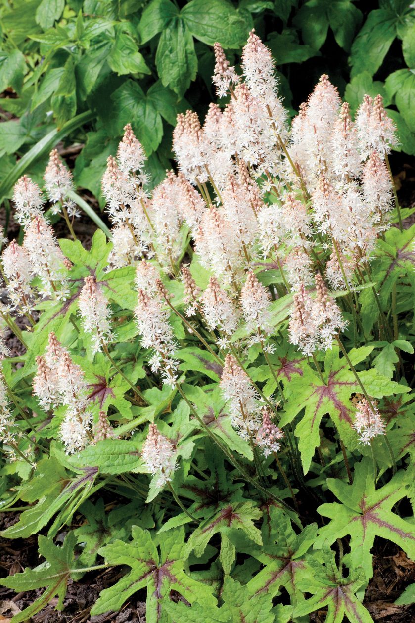 Ogród pośród pól pełnych tulipanów. Trochę tradycyjny i trochę nowoczesny, wyraźnie angielski i ciut holenderski.