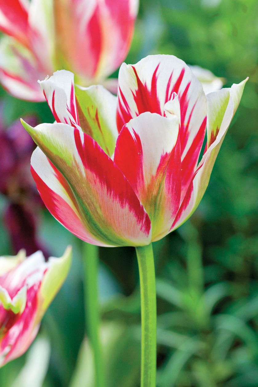 Ogród pośród pól pełnych tulipanów. Trochę tradycyjny i trochę nowoczesny, wyraźnie angielski i ciut holenderski.