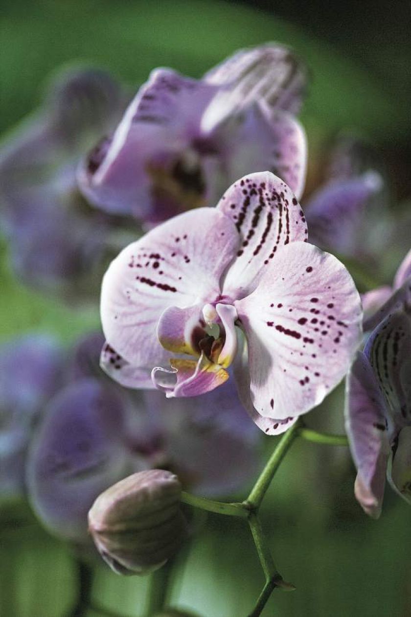 storczyki w ogrodzie