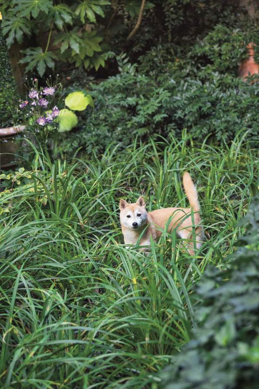 Paryska dżungla partnera Yves a Saint Laurenta