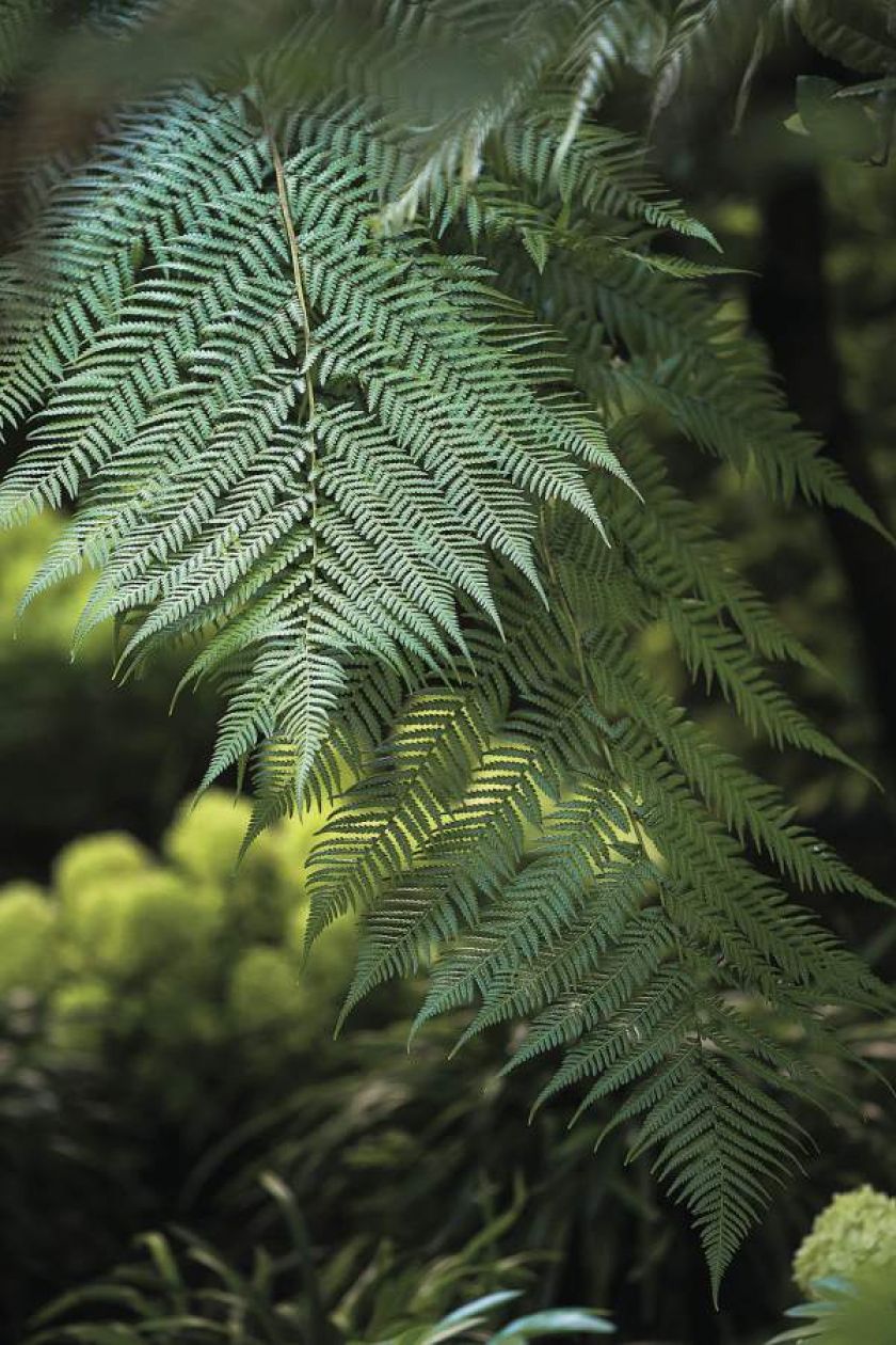 Paryska dżungla partnera Yves a Saint Laurenta