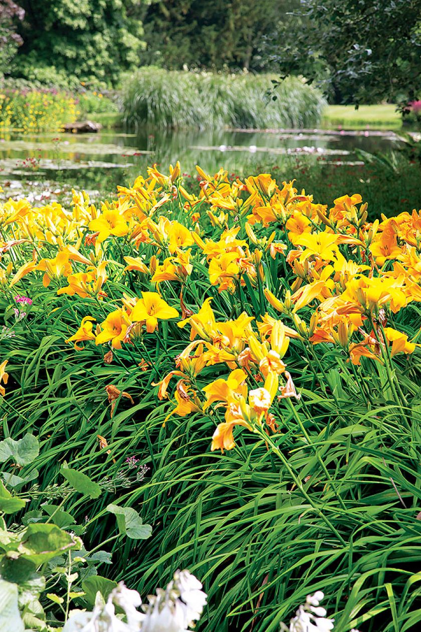 Ogród przypominający ten przy domu modnego francuskiego impresjonisty – Claude’a Moneta w Giverny.