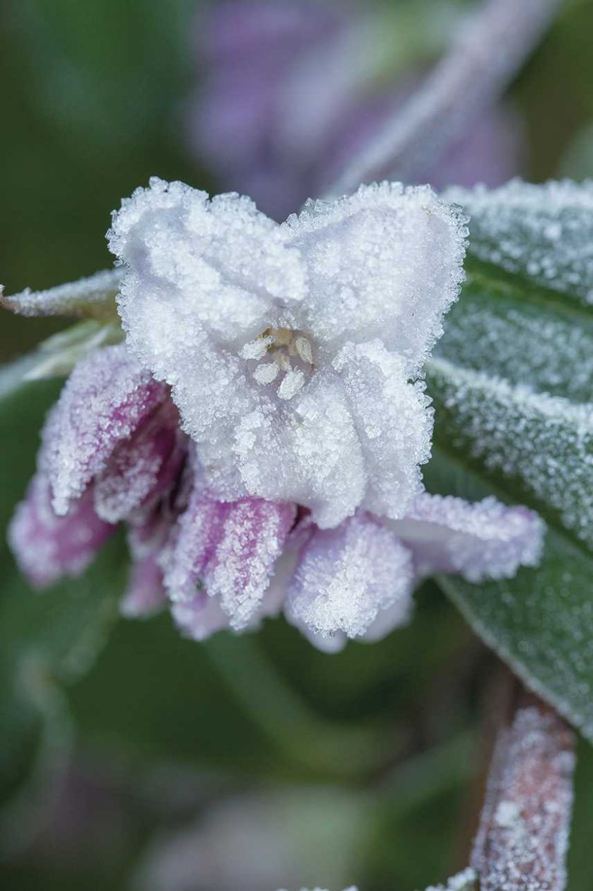 Zimowy ogród w hrabstwie Hertfordshire