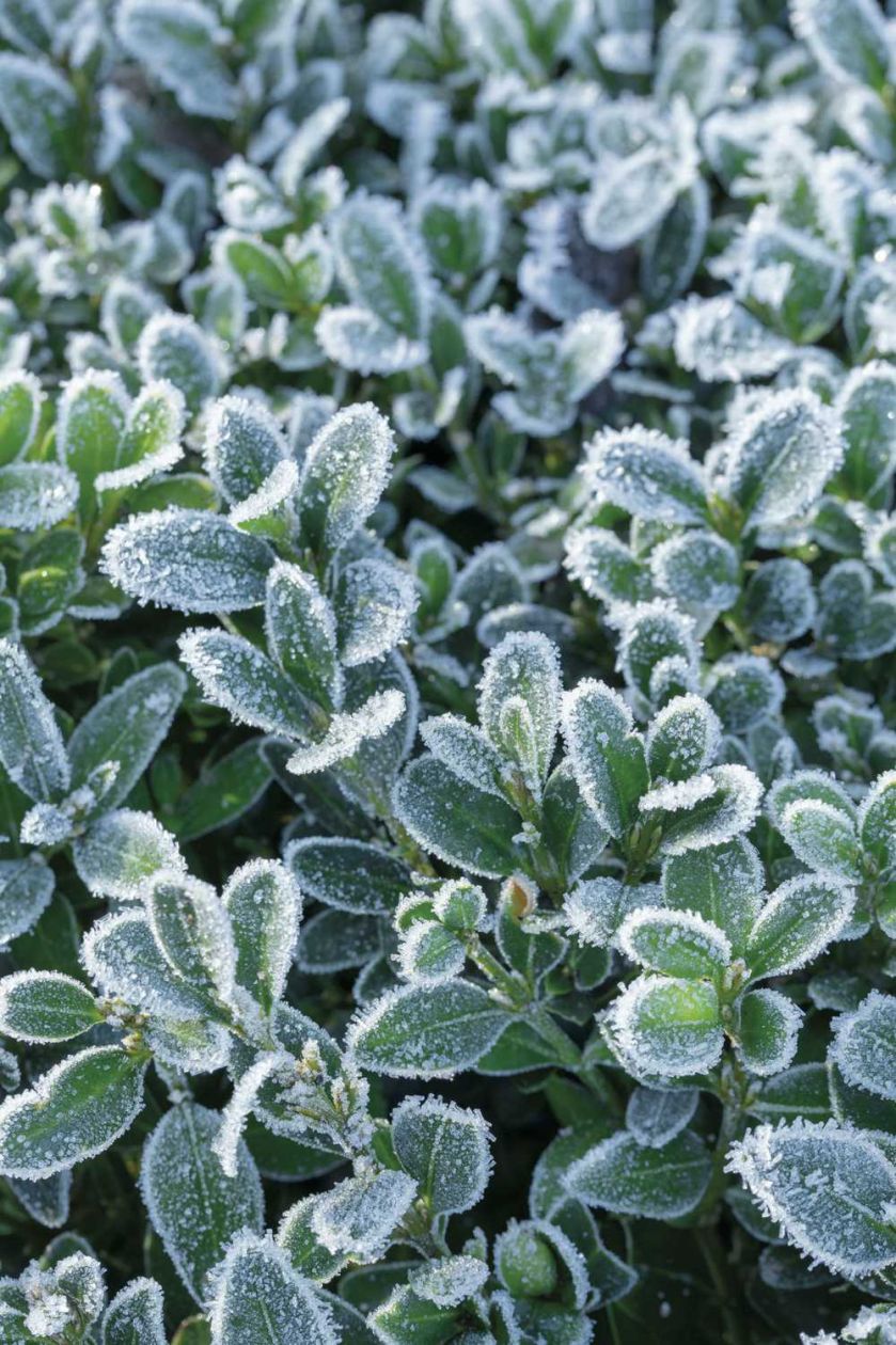 Zimowy ogród w hrabstwie Hertfordshire