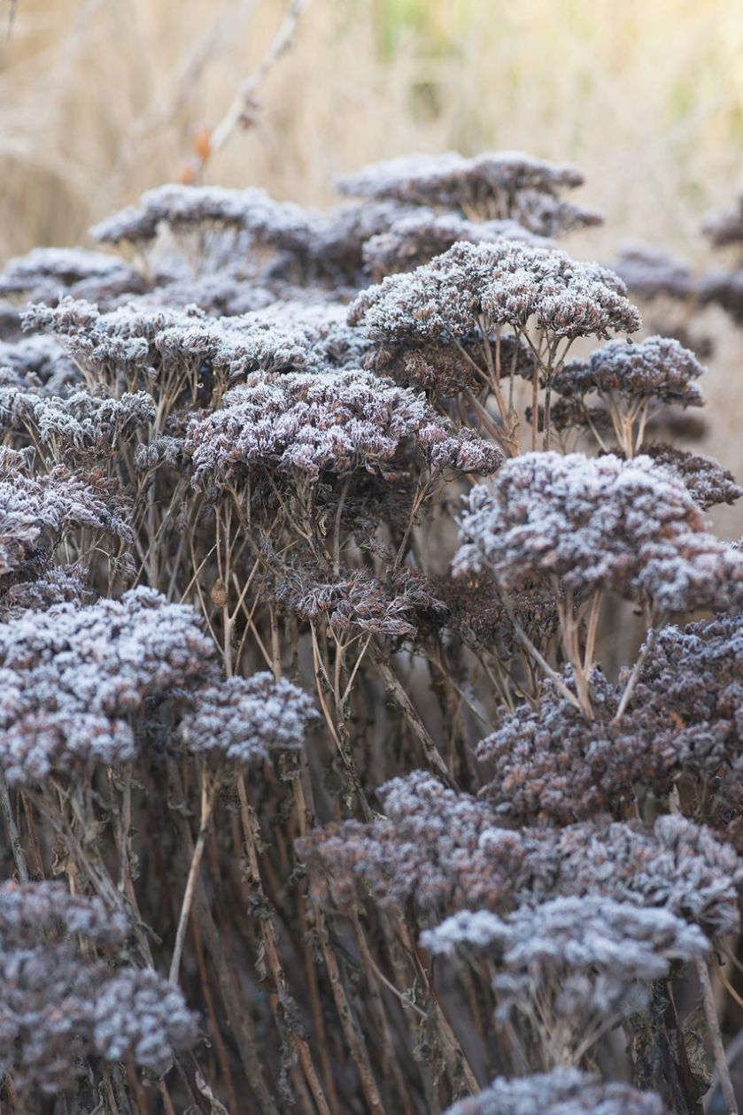 Zima w ogrodzie: Wisley pod Londynem