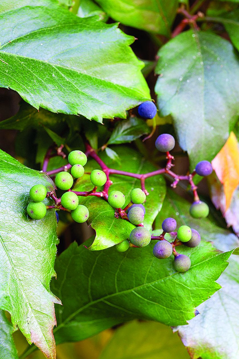 owoce winobluszczu. Co kryje dzikie wino?