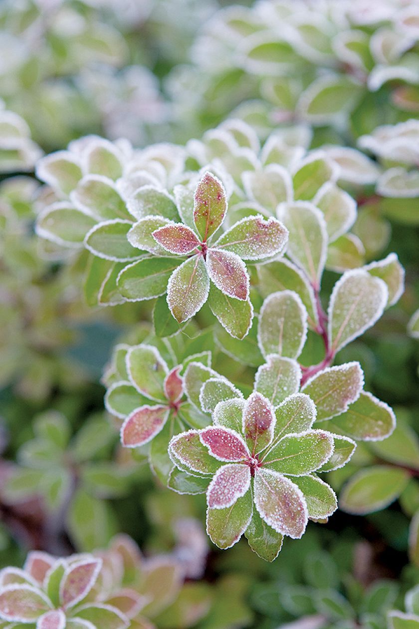 Pieris japoński uprawa i pielęgnacja