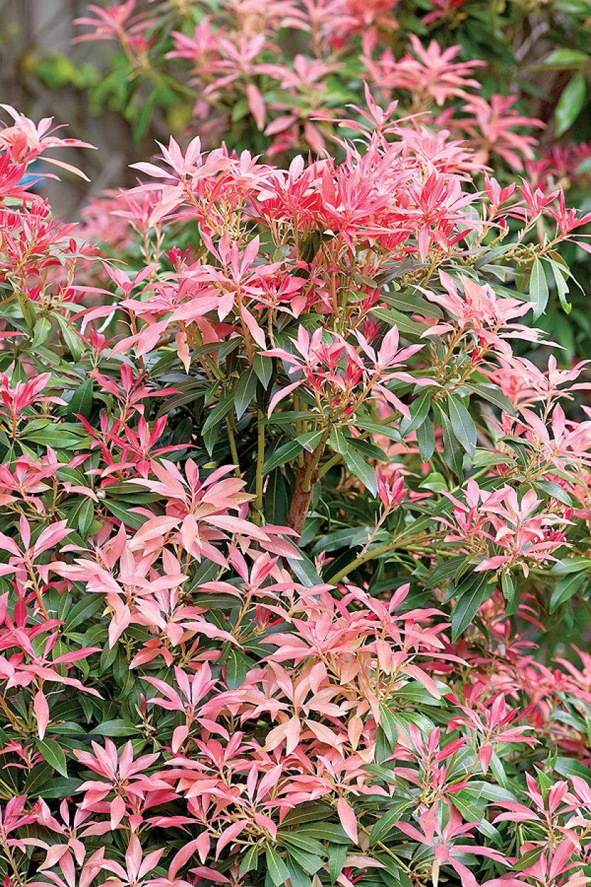 Pieris japoński zielony zimą