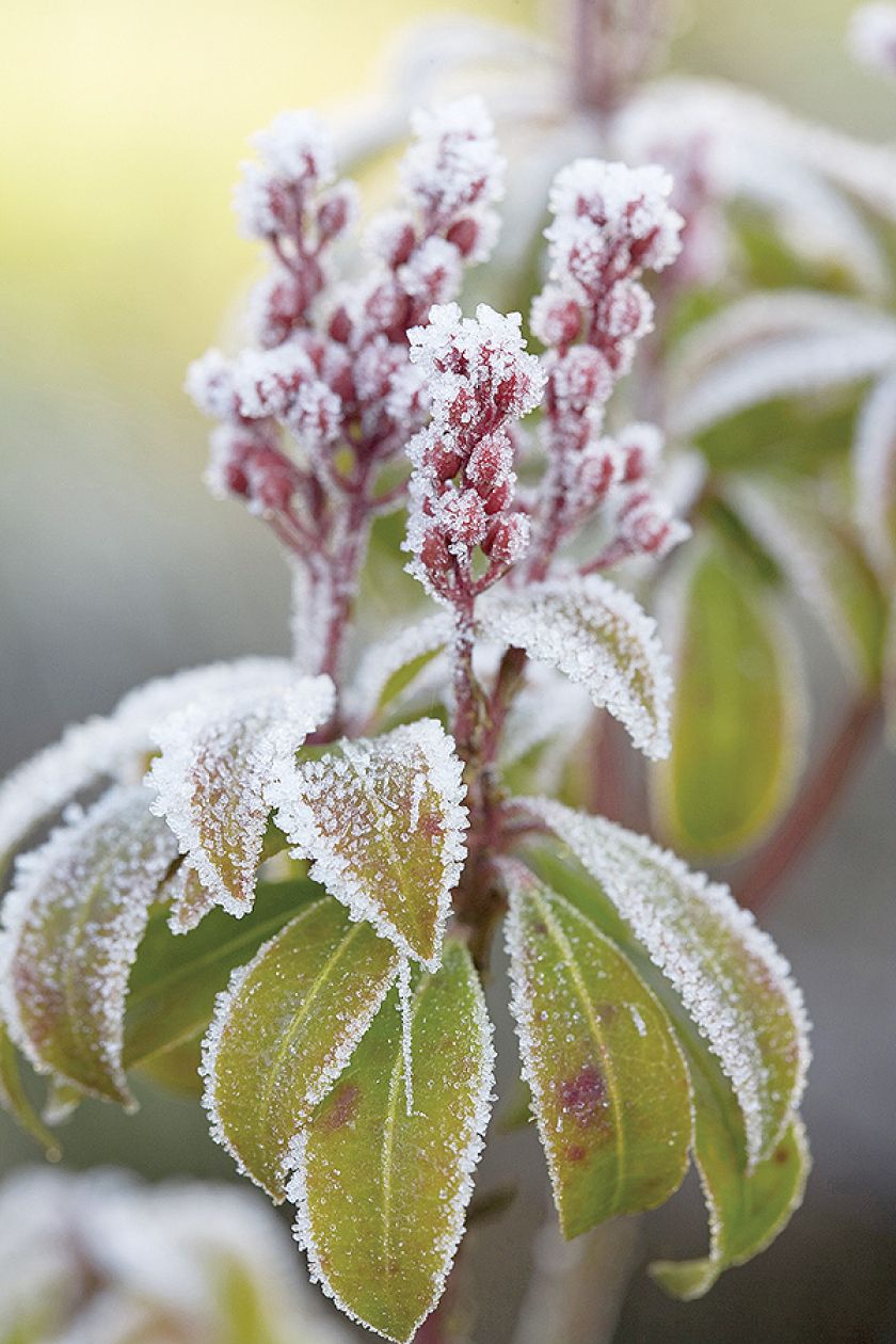 Pieris japoński zielony zimą