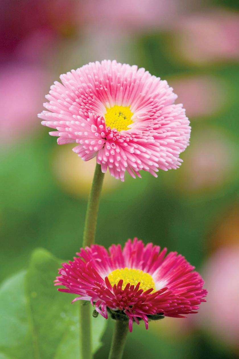 Stokrotka wiosenne kwiaty w ogrodzie