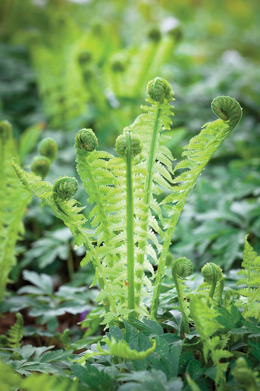Pióropusznik strusi. Ogród w cieniu jak malowany