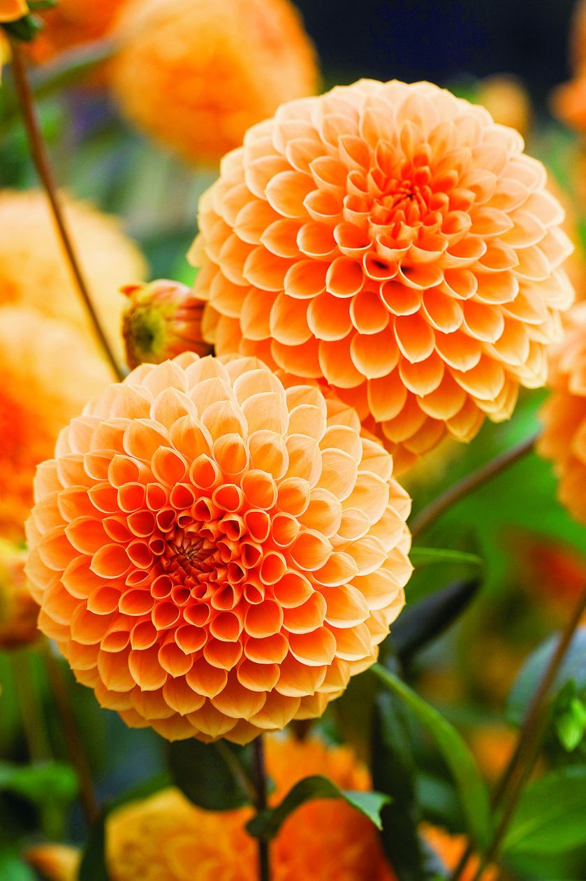 pomarańczowe kwiaty w ogrodzie