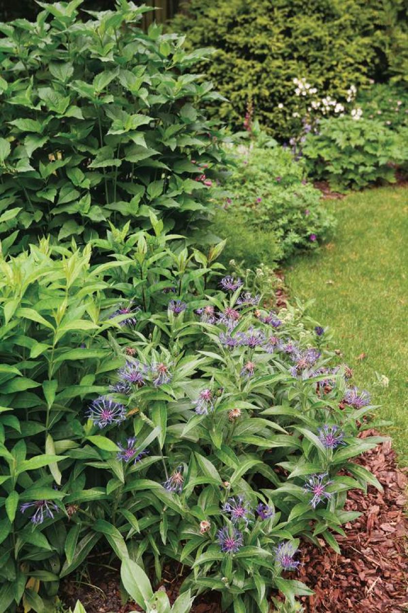 Ten ogród robi to, co chce: naturalnie zaaranżowany ogród blisko lasu