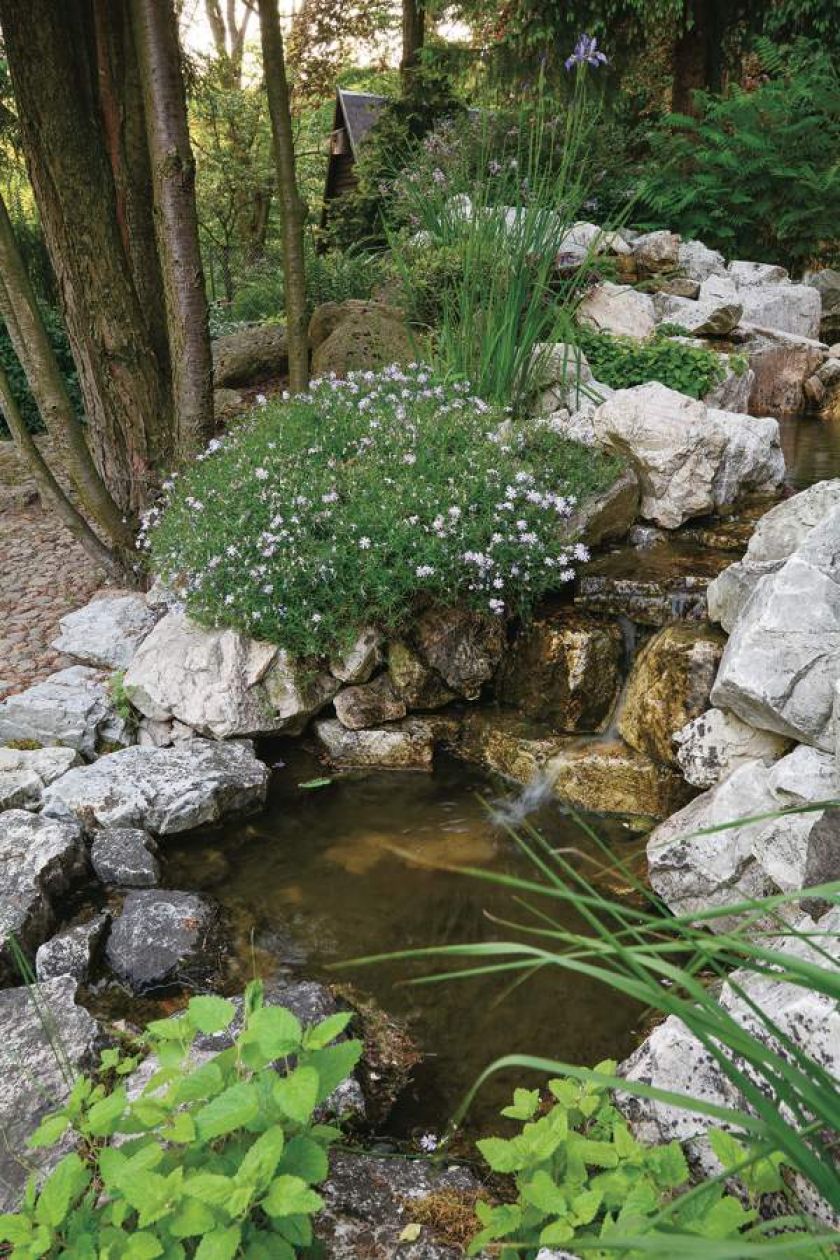 Ten ogród robi to, co chce: naturalnie zaaranżowany ogród blisko lasu