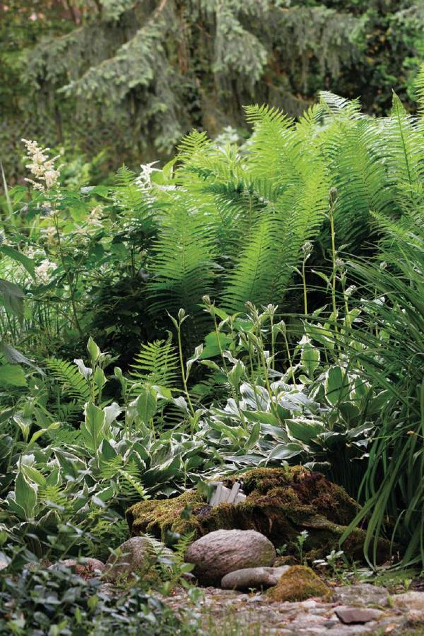 Ten ogród robi to, co chce: naturalnie zaaranżowany ogród blisko lasu
