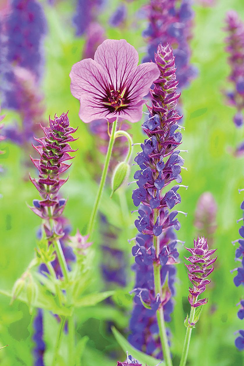 Praca w ogrodzie jest wspaniała zarówno dla ciała, jak i duszy. Zwłaszcza w tak pięknym i wielkim ogrodzie.