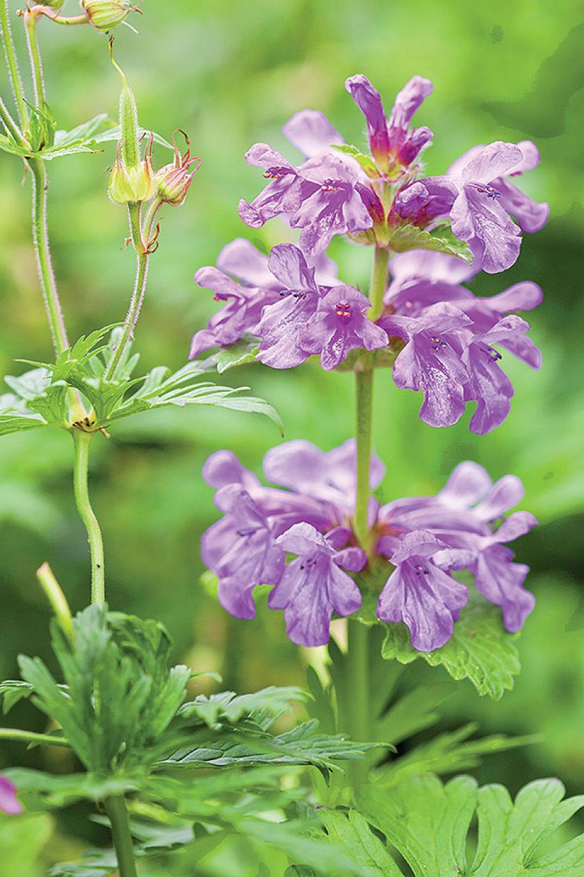 Praca w ogrodzie jest wspaniała zarówno dla ciała, jak i duszy. Zwłaszcza w tak pięknym i wielkim ogrodzie.