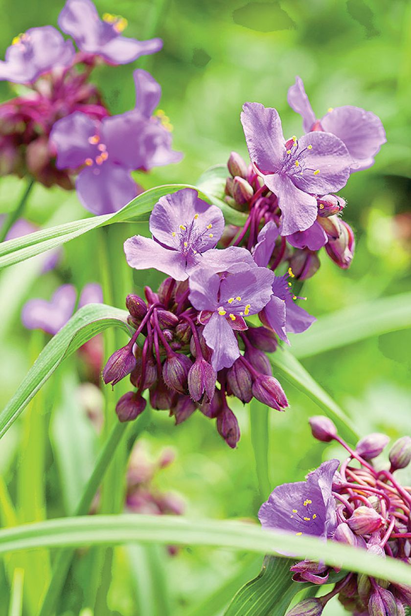 Praca w ogrodzie jest wspaniała zarówno dla ciała, jak i duszy. Zwłaszcza w tak pięknym i wielkim ogrodzie.