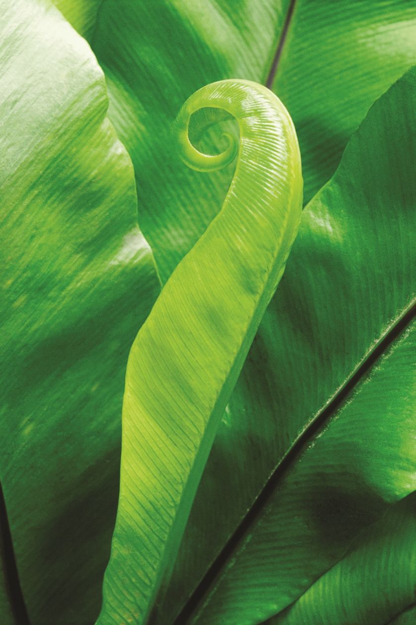 JĘZYCZNIK ZWYCZAJNY. Rośliny zimozielone - które sadzić w ogrodzie?