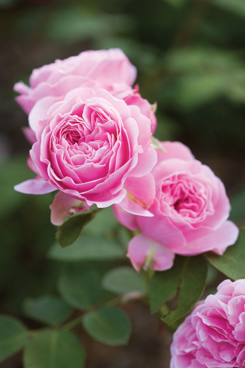 Różę Leonardo da Vinci wyhodował w latach 80. Francuz Alain Meilland. Jej kwiaty wyglądają