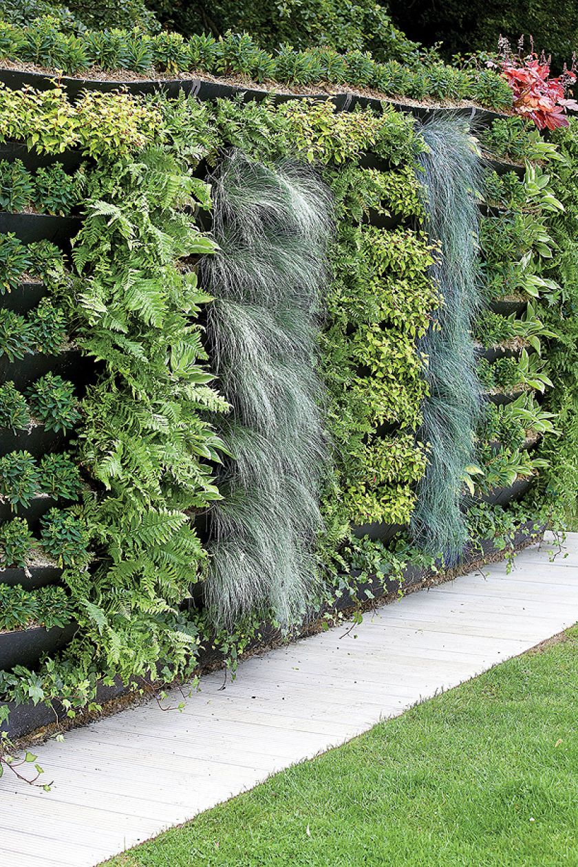 Ścienny wodospad stworzymy ze srebrzystych traw (Festuca glauca) lub turzyc (Carex comans Amazon mist ) oraz
