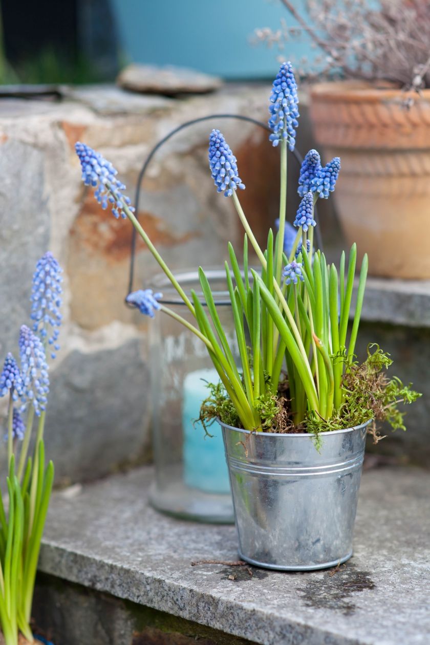 Szafirek kwiaty dekoracje