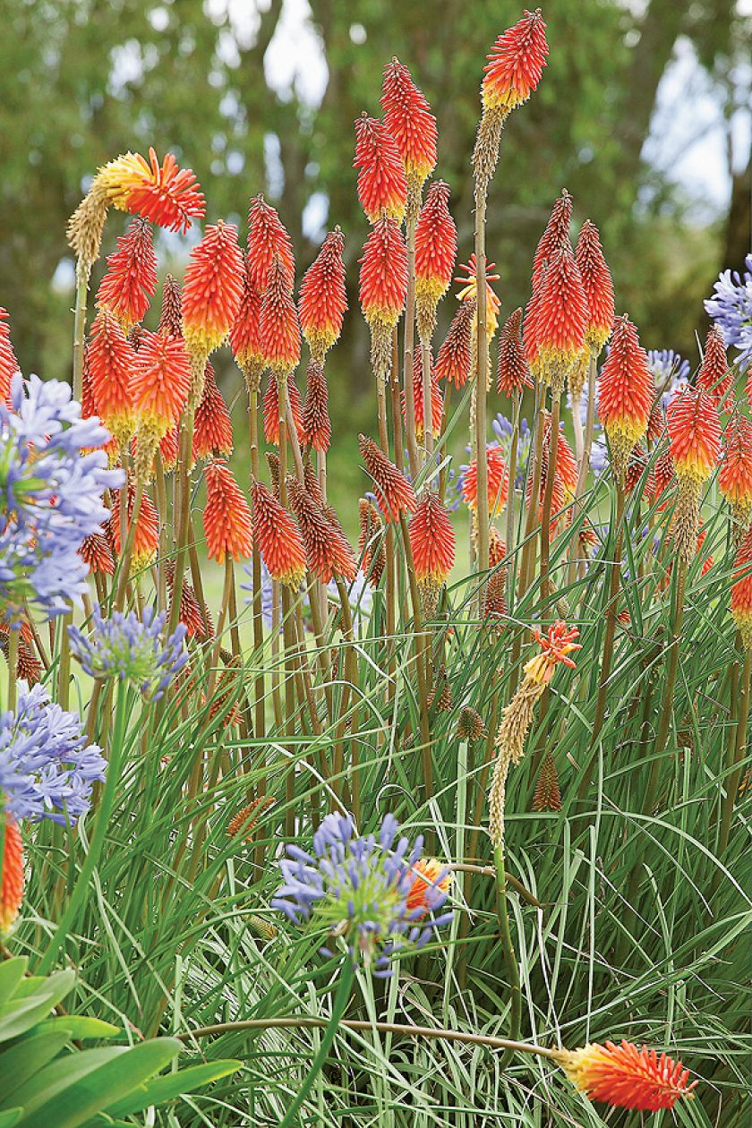 Trytoma uprawia pielęgnacja w ogrodzie