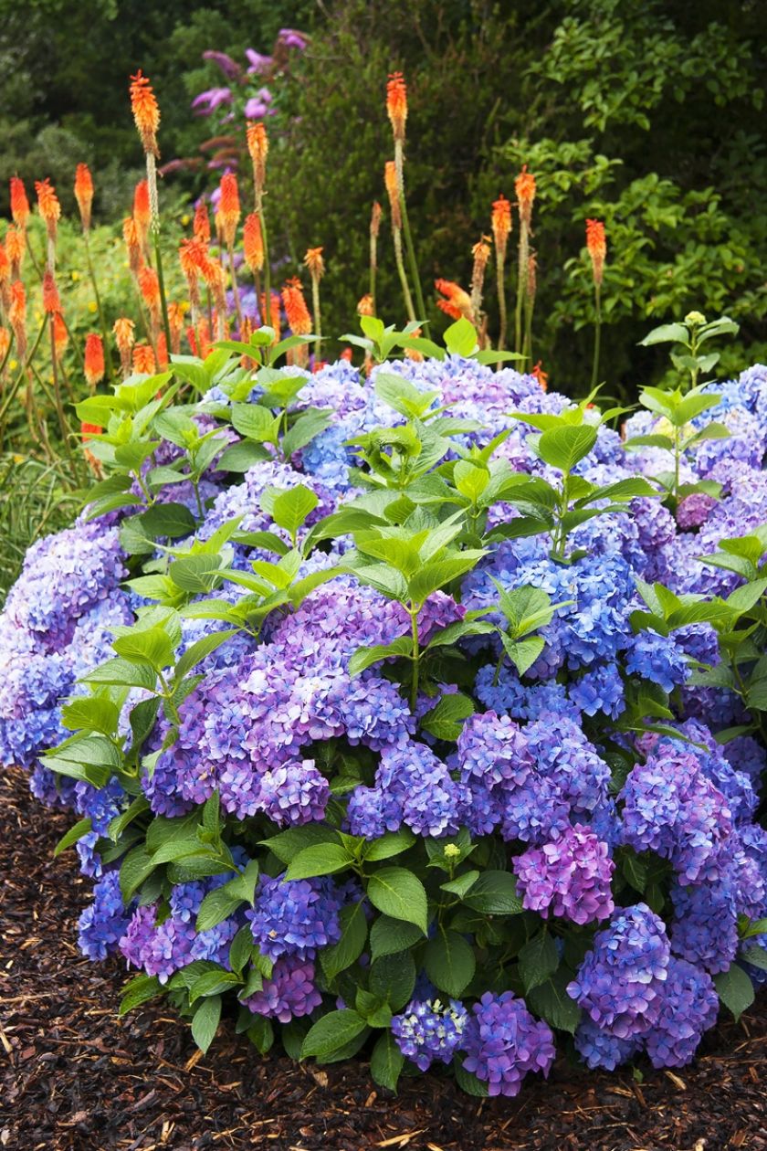 Trytoma uprawa w ogrodzie