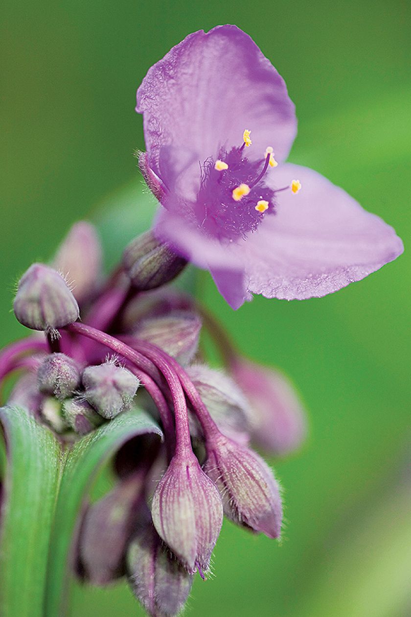 Trzykrotka - odmiany i uprawa