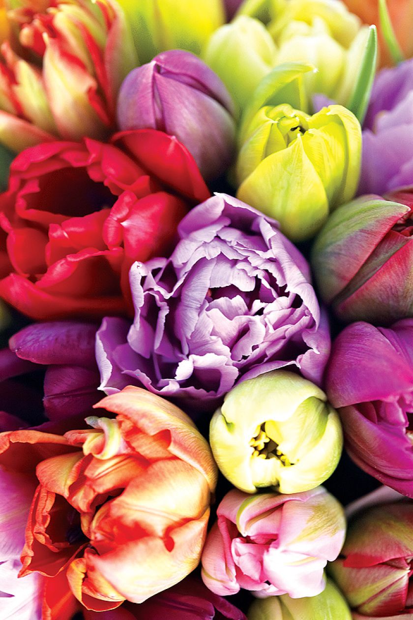 Tulipany w każdym kolorze zachwycają.